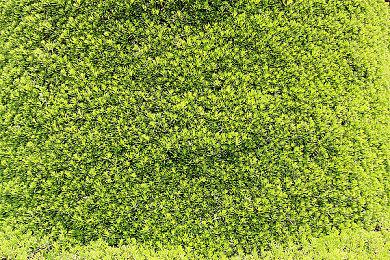 微软在监管之前采纳新的应用商店原则